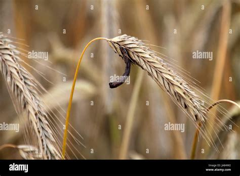 Ergot of rye hi-res stock photography and images - Alamy