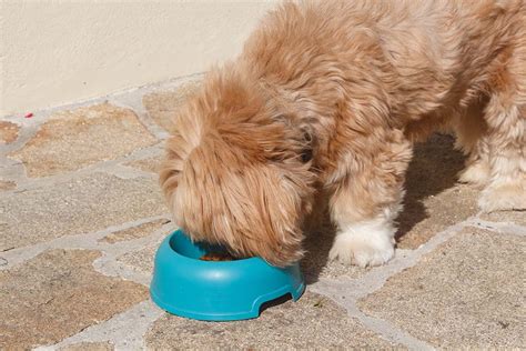 What Is Lamb Meal in Dog Food? Vet-Reviewed Facts & FAQ | Hepper