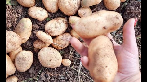 НАЧАЛА #КОПАТЬ #КАРТОШКУ🥔🥔🥔 ПОКА #УРОЖАЙ #НОРМАЛЬНЫЙ👌👍 - YouTube