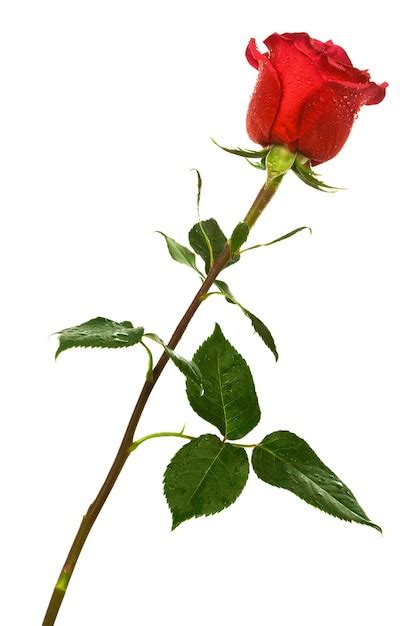 Premium Photo | Scarlet rose
