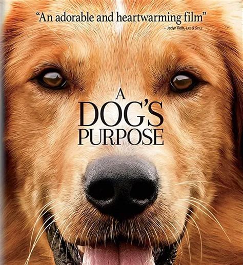 dog movies  pet lovers pets heed