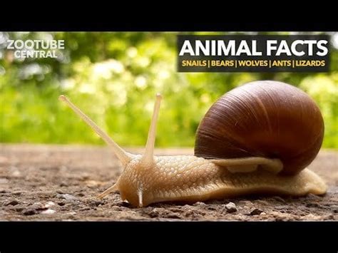 5 Cinematic Animal Facts 👀 : r/Animal