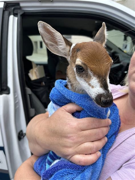 Greenville Animal Services rescue fawn from storm drain | WNCT