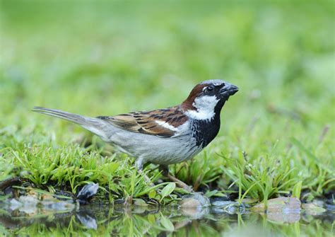 Nature Studies: Where are all the sparrows in London? | The Independent