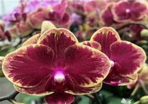 Орхидея phal. Fangmei Sweet | Festima.Ru – частные объявления