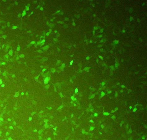 Transfected CHO-K1 cells with the GFP-expressing plasmid. The ...