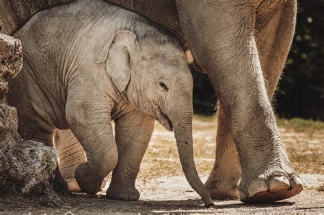 Download Stunning Elephant Images - 5,000+ HD Photos & Pictures - Pixabay