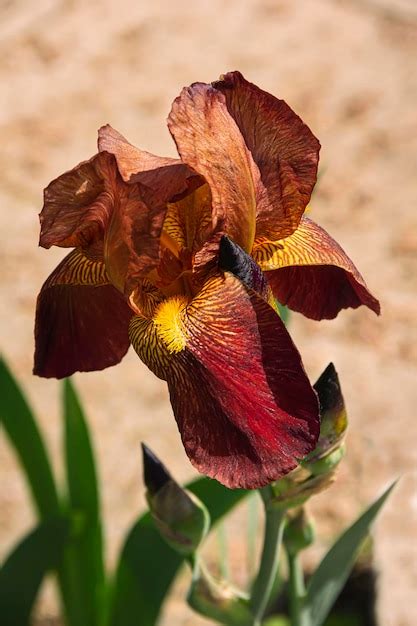 reddish brown iris images    freepik