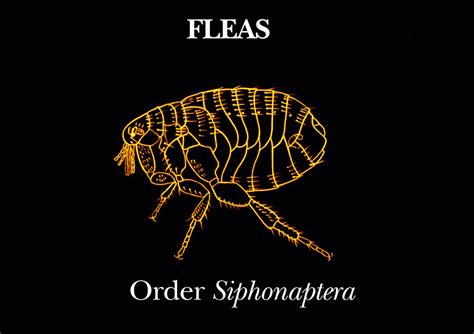 Public Domain Picture | This illustration depicts a flea of the order ...