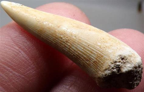 Tygří ryba - Zub - Enchodus sp. - Fosilie 67 mil let - 32 mm - TOP | Aukro