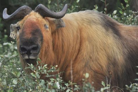 The Legend of Takin - National Animal of Bhutan | Go Bhutan Tours