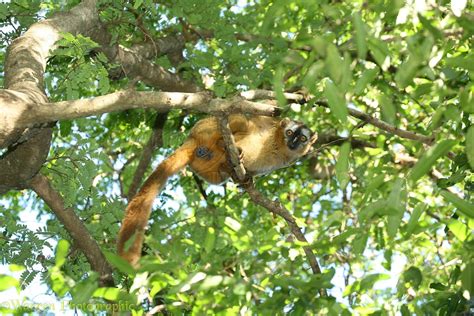 red fronted lemur photo wp