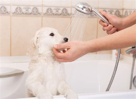 Your Puppy's First Bath