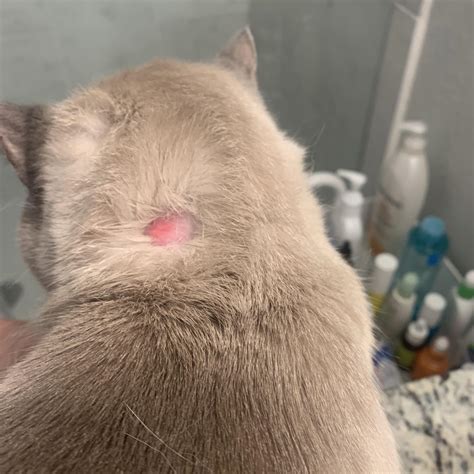 Bald spot on cat’s neck. Not sure if cause for concern : r/vet