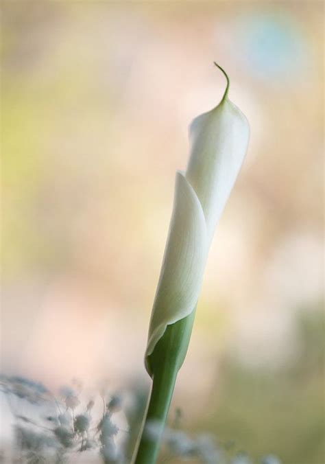 80 best ideas about calla lily on Pinterest | Back ground, Zantedeschia ...