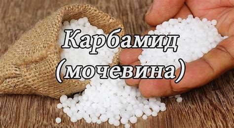 Мочевина как удобрение: применение на огороде: отзывы
