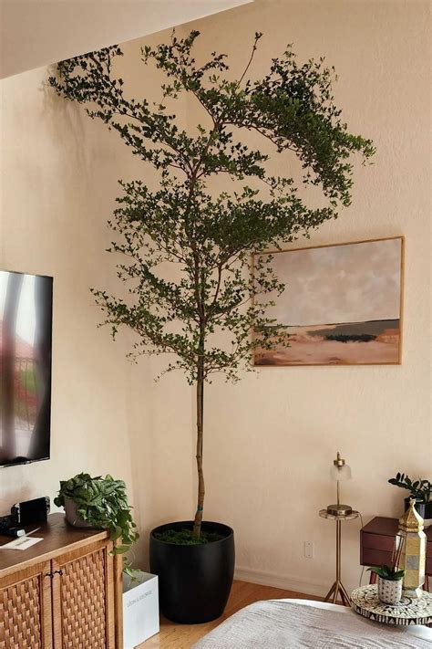 Black Olive Tree Leaves