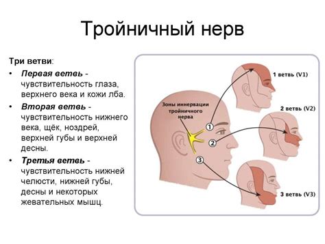 Невралгия лицевого нерва: симптомы и лечение в домашних условиях ...