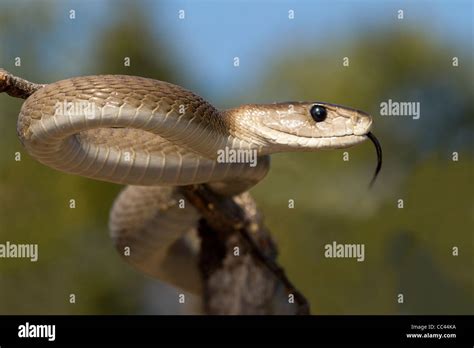Mamba hi-res stock photography and images - Alamy
