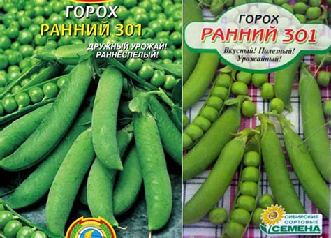 Горох Ранний 301: отзывы, описание сорта, фото, характеристика ...