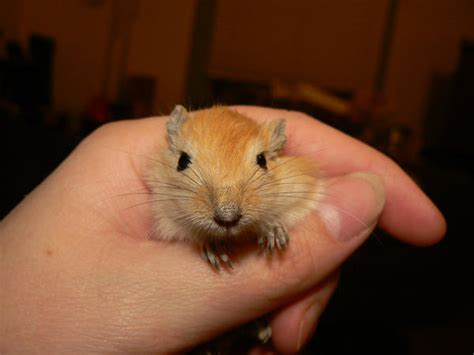 Baby Nutmeg Gerbil 11.30 by ShadedRain on DeviantArt