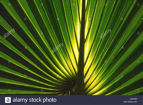 radiating lines nature high resolution stock photography  images alamy