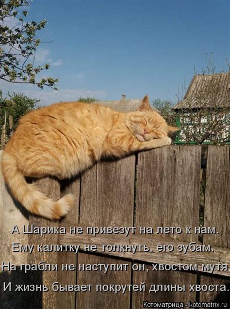 Котоматрица недели (22 фото) - 08.05.2020