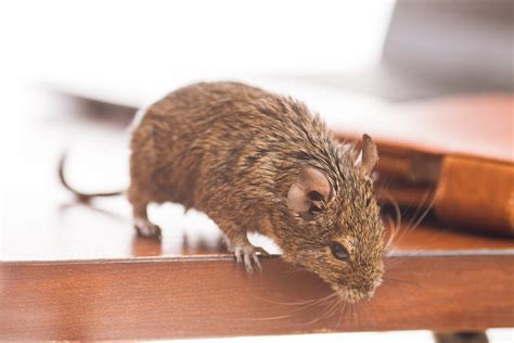 Rodent Trapping Ft Lauderdale | Rodent Removal | Critter Control Ft ...