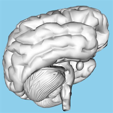 human brain  stock photo public domain pictures