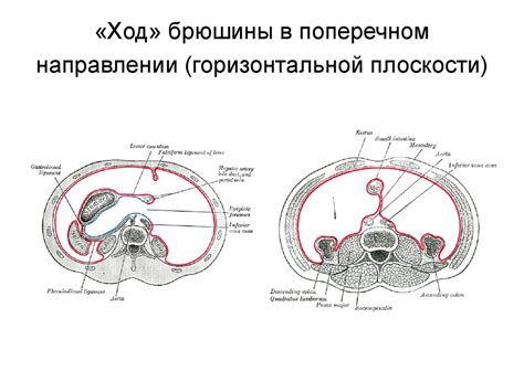 Спланхнология - раздел анатомии - презентация онлайн