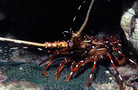 Panulirus sp.
