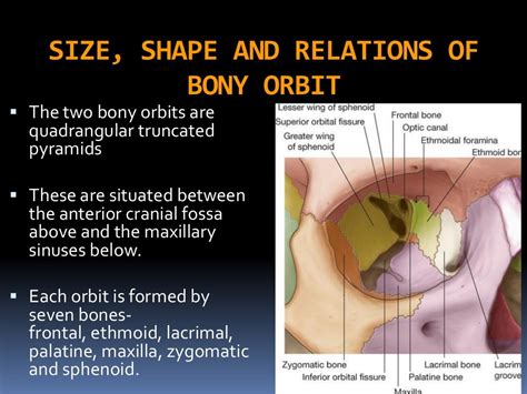 Bony orbit and its contents