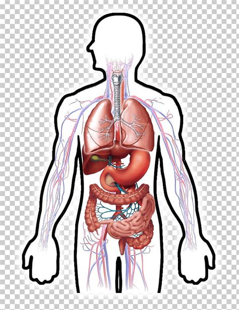 Circulatory System Human Digestive System Respiratory System Digestion Human Body PNG, Clipart ...