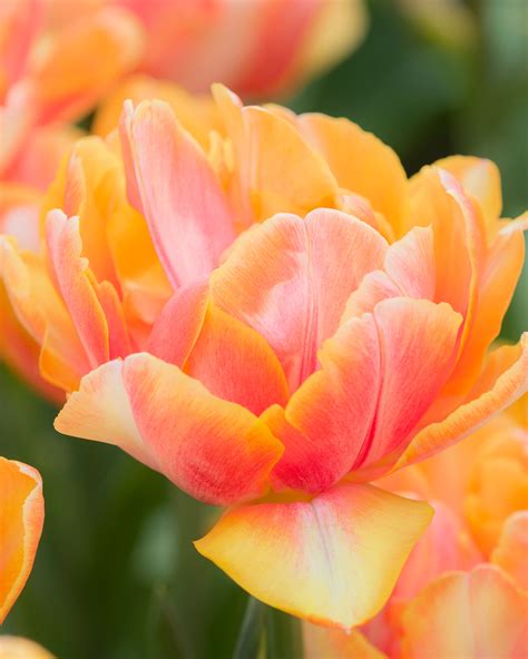 Tulip 'Foxy Foxtrot' bulbs — Buy online at Farmer Gracy UK