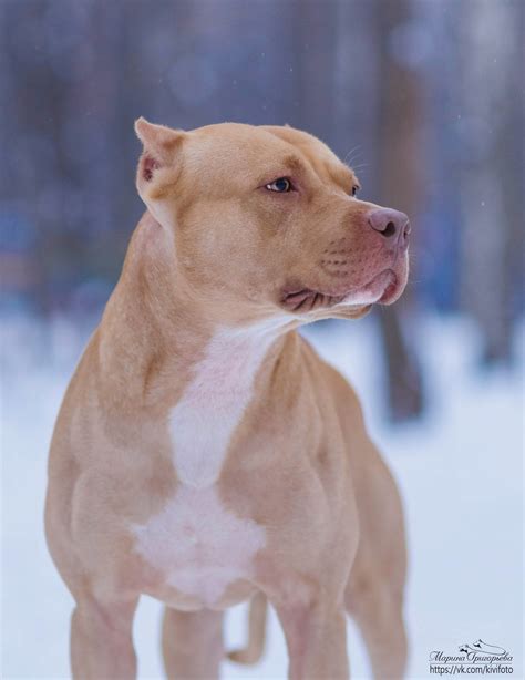 Russian Pitbull Fighting - Pitbull Dog