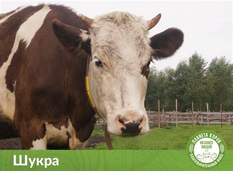 Коровы