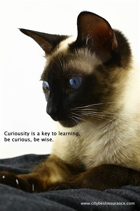 Siamese Cat Breeders Ontario - FEQTUDS