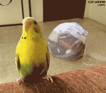 Gif De Pájaro Fabuloso Le Chat Et Les Petits Oiseaux Free Animated
