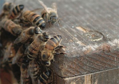 Api, pesticidi contaminano il miele di tutto il mondo | LifeGate