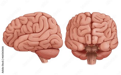 human brain gross anatomy diagram anterior  lateral view