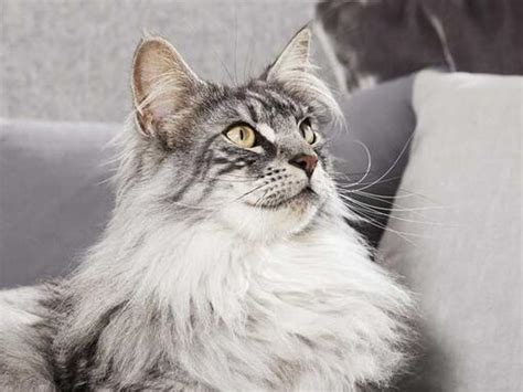 PURINA ONE® - Видимий результат за 3 тижні | Purina