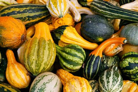 You’re Out of Your Gourd*
