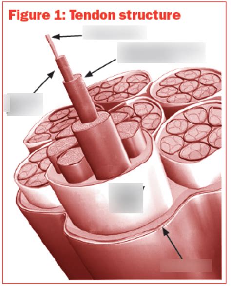 tendon structure diagram quizlet