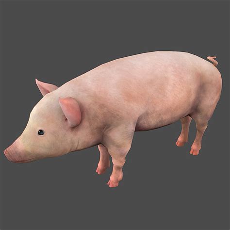3D модель свинья - TurboSquid 670887