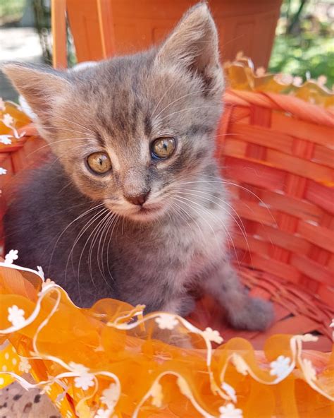 Сиво коте на 3 месеца търси дом - София - Purrs BG