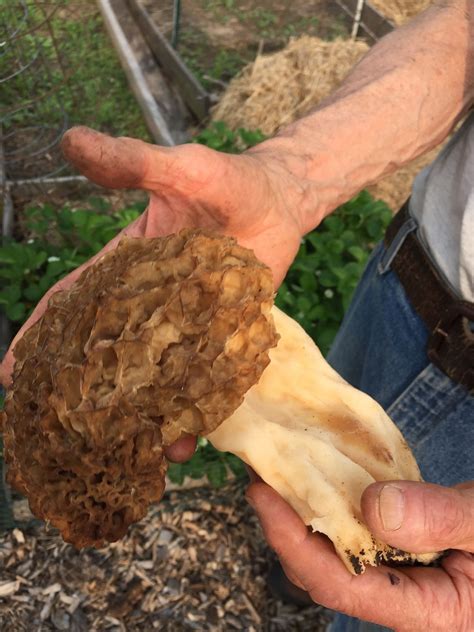 Bock Community Garden | Middleton, WI - Official Website