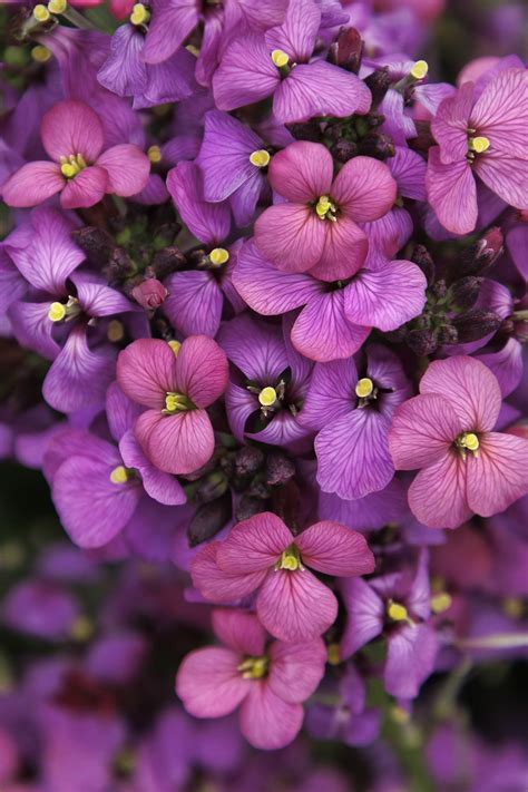 Sunstrong™ Violet Wallflower, Erysimum linifolium, Monrovia Plant