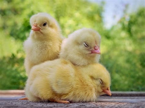 760+ Little Chicken Sleeping Stock Photos, Pictures & Royalty-Free