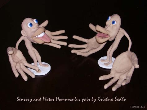 Motor and Sensory Homunculus Pair 6 tall Made to by MatirPutul