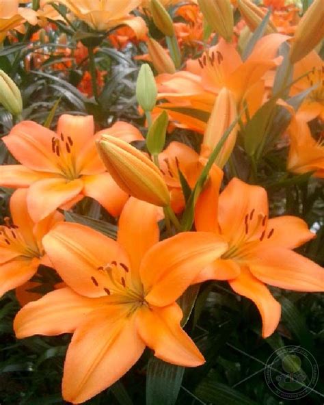 Лилия Еремо (Lilium Eremo) купить луковицы в Москве по низкой цене ...